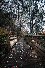 autumn and winter path hallway in the park hallway