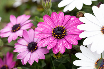 Obraz premium Margherita africana - Dimorphotheca rosa e bianca con gocce d'acqua