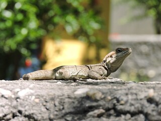lizard on the rocks