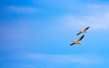 A flock of pelican birds walks along the blue lake of Cyprus. Flying pelicans in the blue sky. Waterfowl at the nesting site.