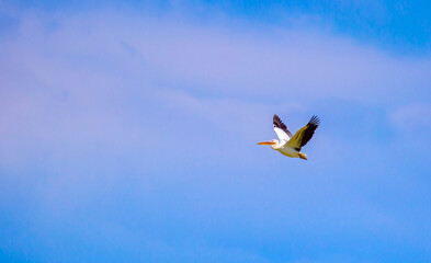 A flock of pelican birds walks along the blue lake of Cyprus. Flying pelicans in the blue sky. Waterfowl at the nesting site.