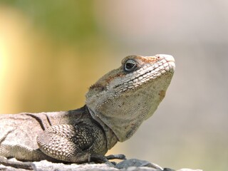 lizard on a rock