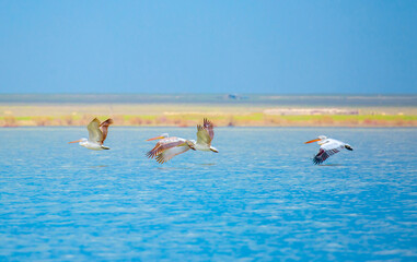 A flock of pelican birds walks along the blue lake of Cyprus. Flying pelicans in the blue sky. Waterfowl at the nesting site.