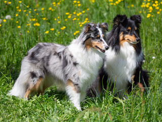 Tricolour-Sheltie Hündin mit Tochter in der Frühlingswiese