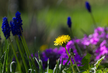 yellow and purple flowers