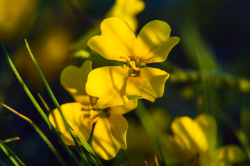 yellow daffodils in spring