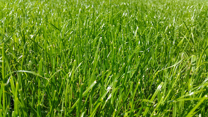 Green grass. Meadow background. The lawn glistens in the sunlight. Spring grass fields for golf, soccer and sports fields. Green texture of turf grass. Space for text. Side view.