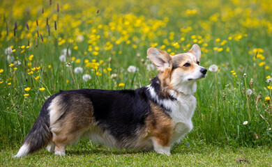 Welsh-Corgi-Pembroke in tricolour auf der Wiese