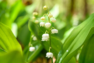 Obraz premium lily of the valley in spring