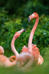 Portrait of two lovely Flamingo. Gorgeouse green bokeh background. 