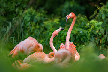 Portrait of two lovely Flamingo. Gorgeouse green bokeh background. 