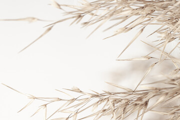 Obraz premium Fragile elegant romantic dry flowers reed rush cane herb for wedding invitation with place for text on light background macro