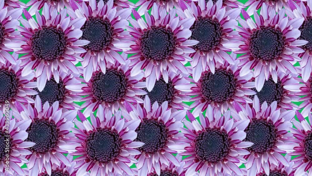 Poster pink chrysanthemums background animated pattern. simple floral seamless loop concept animation