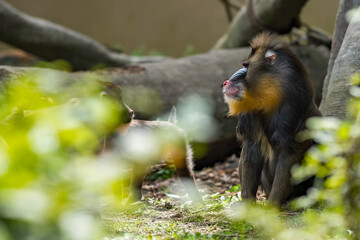 Close up portrait of baboon madrill family monkeys. Madrillus sphinx leader sitting on ground.