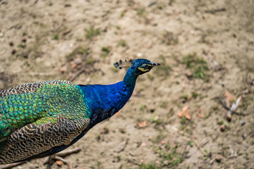 Peacock head on nature background. wild animals. Large and colorful pheasants (typically blue and...