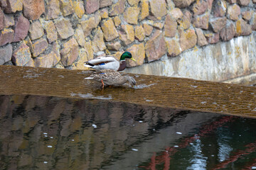 Duck and drake feed at the edge of a waterfall in a city park.