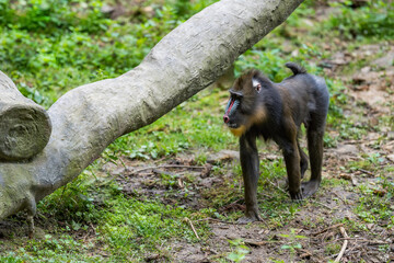 Close up portrait of young male baboon madrill monkey. Walking madrillus sphinx.