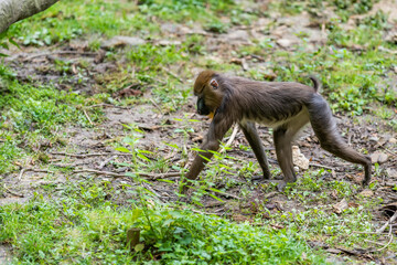 Close up portrait of young baboon madrill monkey. Walking madrillus sphinx.