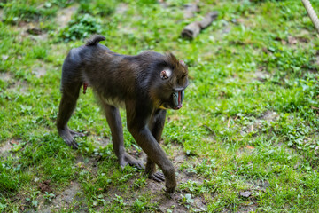 Close up portrait of young male baboon madrill monkey. Walking madrillus sphinx.