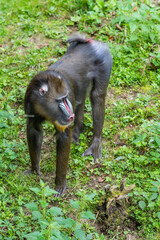 Close up portrait of young male baboon madrill monkey. Walking madrillus sphinx.