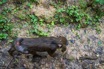 Close up portrait from upside of young baboon madrill monkey. Walking madrillus sphinx.