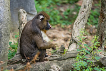 Close up portrait of baboon madrill monkey. Madrillus sphinx sitting on branch.