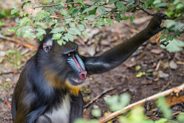 Close up portrait of baboon madrill monkey. Madrillus sphinx sitting on ground with branch (stick) in hand.