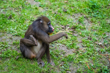Close up portrait of female baboon madrill monkey. Madrillus sphinx sitting on ground.