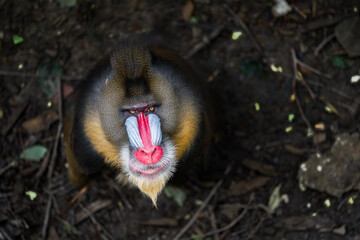 Close up portrait of baboon madrill leader monkey. Look up to sky. Madrillus sphinx sitting on...