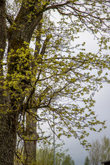 trees and sky