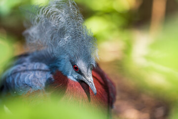 Close up Victoria crowned pigeon with blur background.