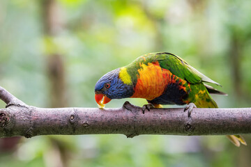 The rainbow lorikeet (Trichoglossus moluccanus) sitting on the branch. Extremely colored parrot on a branch with a green bokeh background.