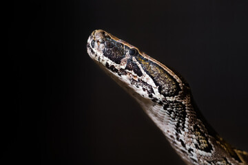 The ball python (Python regius), also called royal python, on black background. Close up head portrait. The ball python is black or dark brown with light brown blotches on the back and sides.