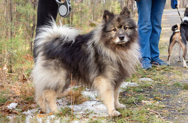 dog of breed of Keeshond, the German wolfspitz on the street in summer sunny day.