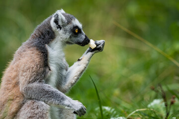 The ring-tailed lemur (Lemur catta) is a large strepsirrhine primate and the most recognized lemur due to its long, black and white ringed tail. It belongs to Lemuridae.