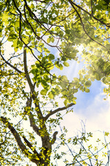 Fototapeta premium Spring sky in the forest