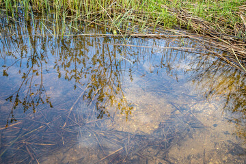 reeds in the water