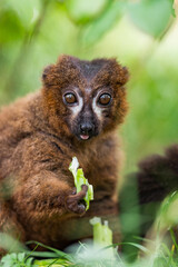 Portrait of adult red-bellied lemur on a ground. 
Beautiful green bokeh background. 
Eulemur rubriventer sitting and eating food. Strepsirrhine primate.