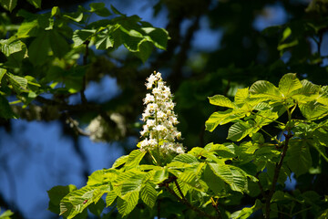 Beautiful chestnut tree leaves in a sunny summer morning. Natural scenery in Northern Europe with a wild chestnut tree.