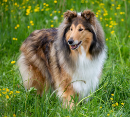 Dark-sable Langhaar-Collie-Hündin in einer Frühlingswiese