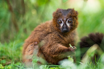 Portrait of young red-bellied lemur on a ground. 
Beautiful green bokeh background. 
Eulemur rubriventer sitting and eating food. Strepsirrhine primate.