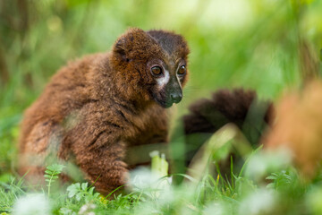 Portrait of adult male red-bellied lemur on a ground. 
Beautiful green bokeh background. 
Eulemur rubriventer sitting and eating food. Strepsirrhine primate.