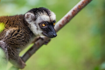 The white-headed lemur (Eulemur albifrons), also known as the white-headed brown lemur or white-fronted lemur, is a species of primate in the family Lemuridae. Sitting on the branch.