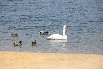 A swan and several ducks are floating on the water near the shore.