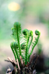 Young green sprouts of fern on a blurred natural background © Анастасія Шатирова