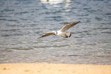 Seagull flying low over the waves and sandy beach