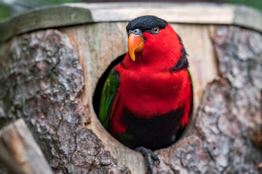 Black-capped lory (Lorius lory erythrothorax), also known as the tricolored lory. Wildlife animal. full of colors. It is a parrot found in New Guinea and adjacent smaller islands.