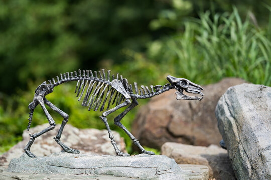 Skeleton of horse Eohippus as very nice model. Prehistoric skeleton.