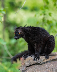 Black lemur (Eulemur macaco) sitting on the rock. Is it a species of lemur from the family Lemuridae. The black lemur occurs in moist forests in the Sambirano region of Madagascar.