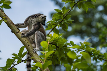 Fototapeta premium The ring-tailed lemur (Lemur catta) climbing on the tree.